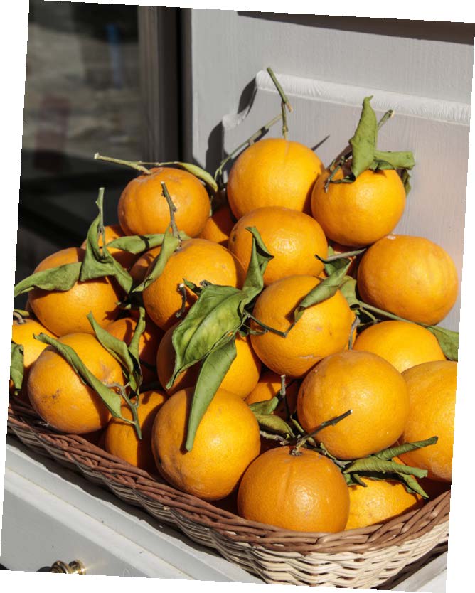 Ny skördade apelsiner staplade i en fyrkantig korg.